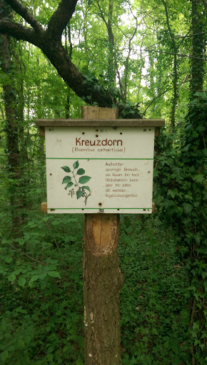 Kreuzdorn