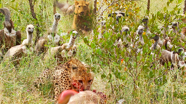 A lion steals from vultures that stole from a cheetah.