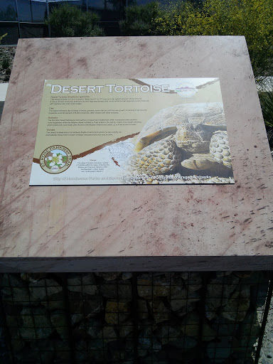 Desert Tortoise 