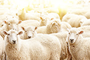Concerns have been raised about conditions aboard the vessel in which the sheep will be transported. Stock photo.