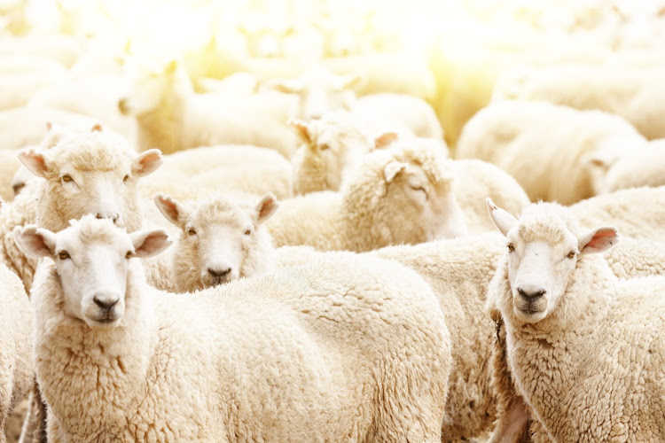 Thousands of sheep and cattle were stolen across the country, crime stats show. Stock photo.
