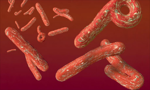 Ebola virus Photograph: Michael Freeman/Corbis