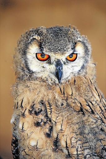 THAT KNOWING LOOK: Simba, a seven-week-old Bengal eagle owl, at the Eagle Encounters sanctuary near Cape Town