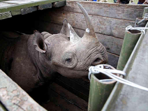 A female black Rhino stands in a box before being transported during rhino translocation exercise In the Nairobi National Park, Kenya, June 26, 2018. /REUTERS/Baz Ratner