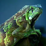 Cute chameleon Apk