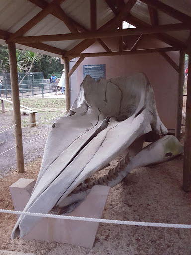 Whale Skull Exhibit