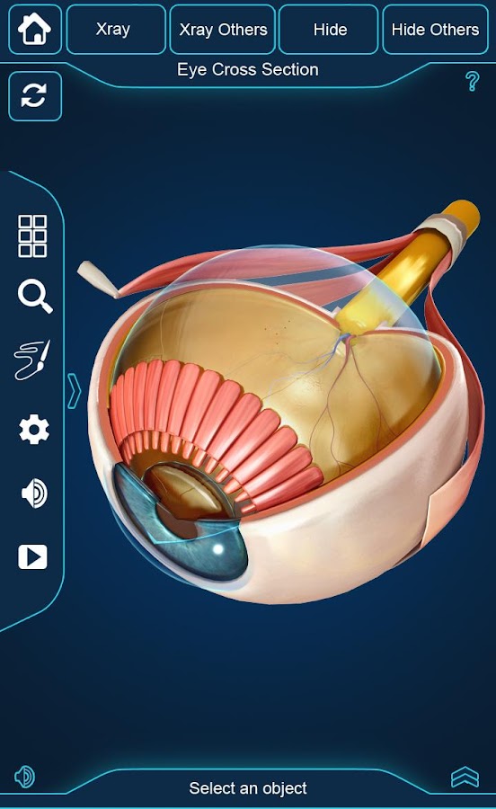My Eye Anatomy — приложение на Android
