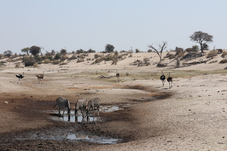 The annual zebra migration in Botswana is one of the longest and largest mammal migrations in the world.