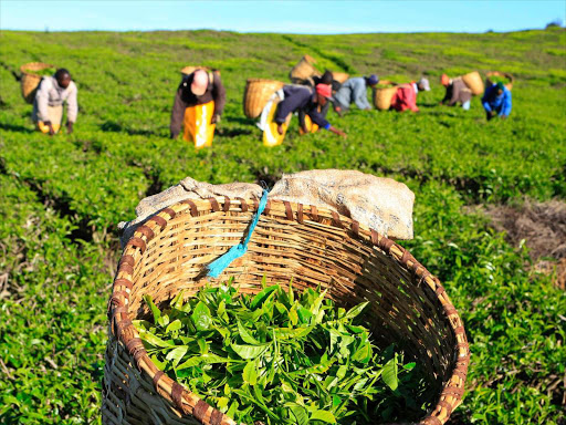 Workers pick tea leaves at a plantation in Nandi Hills. The government has pledged to deal with falling prices. Photo/Reuters