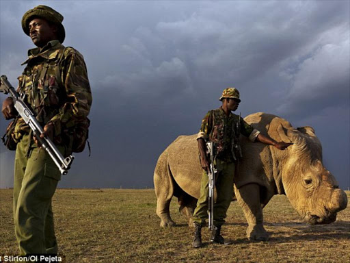 Armed rangers keep an armed watch around Sudan, world's last male northern white rhino, to deter poachers after his horn. Photo/File