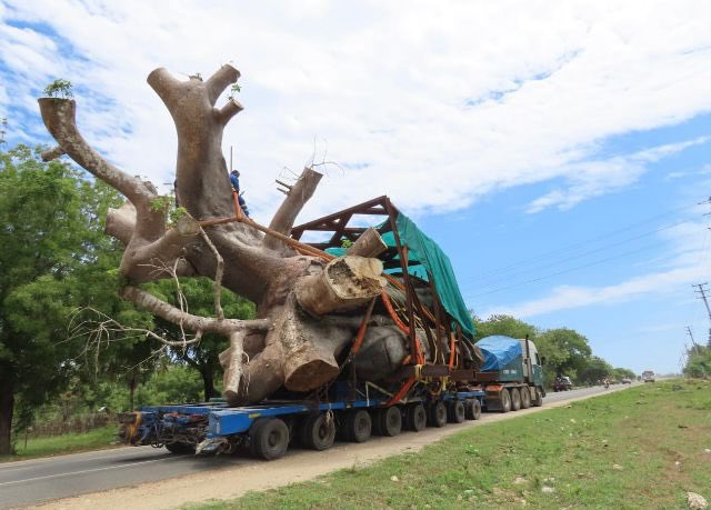 A harvested Baobab tree on transit