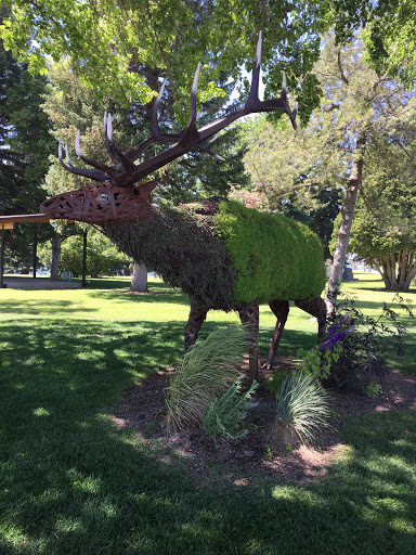 Elk by the Greenbelt