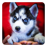 Siberian Husky Live Wallpaper Apk