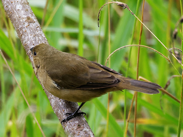 papa-capim-de-costas-cinza (Sporophila ardesiaca)