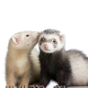 Download Ferrets Jigsaw Puzzles For PC Windows and Mac