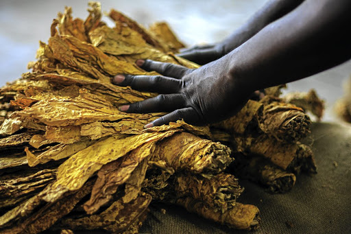 Zimbabwe recorded record tobacco production in the 2023 marketing season. Archive photo.