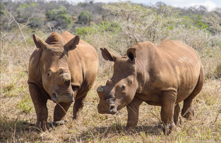 iMpilo and Makhosi have been returned to the wild.