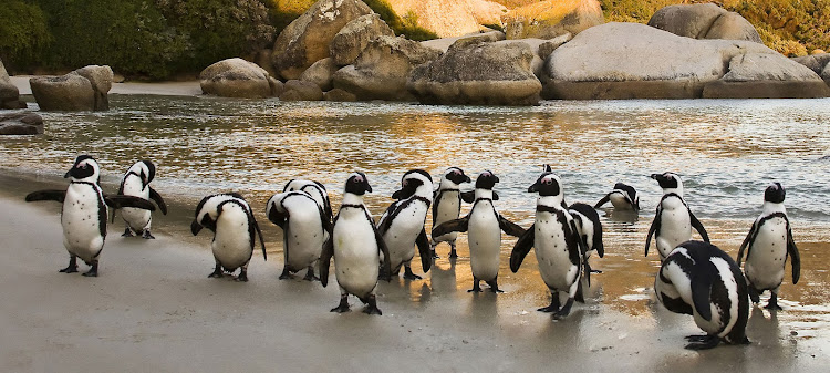 The penguins at Boulder's Beach, Cape Town.