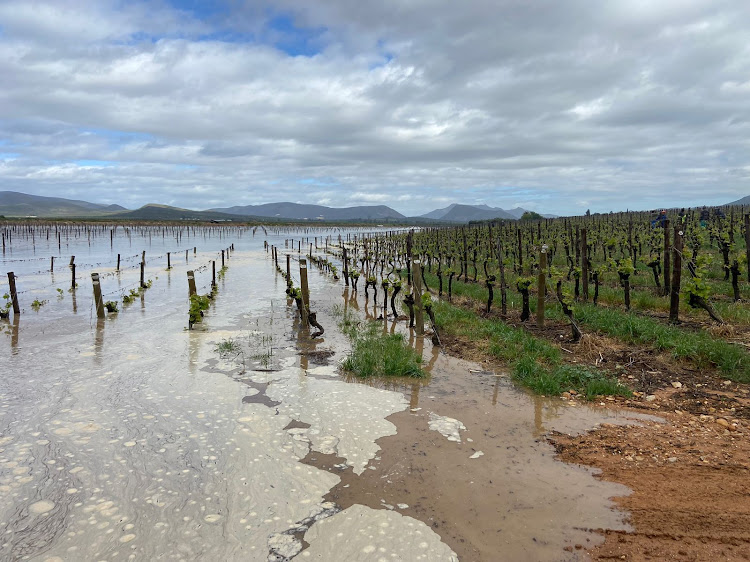 The Springfield vineyards after the Breede River and its tributaries burst their banks. Picture: SUPPLIED