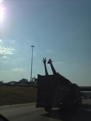 The giraffes being transported, one died after knocking its head on the bridge.