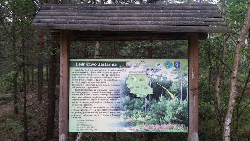 Leśnictwo Jastarnia