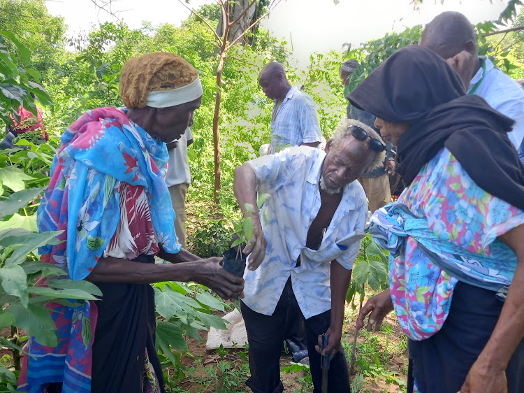 Kaya elders assists one another to plant a seedling at Kaya Tiwi Forest in Matuga, Kwale county, on May 4, 2024.