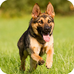 German Shepherd Wallpaper Apk