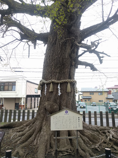 神明宮の御神木(イチョウ)