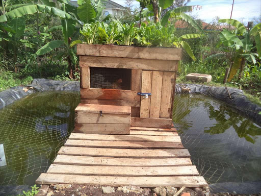 Integrated agriculture with a chicken cage, fish pond and a vegetable garden.