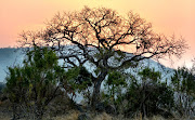 A Marula tree waits patiently for summer as the sun sets