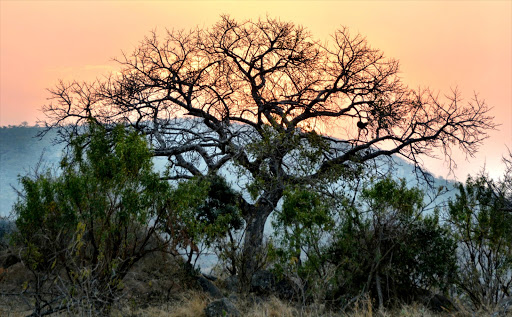 A Marula tree waits patiently for summer as the sun sets