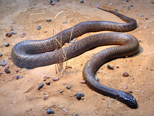 The Inland Taipan at the Australia Zoo.