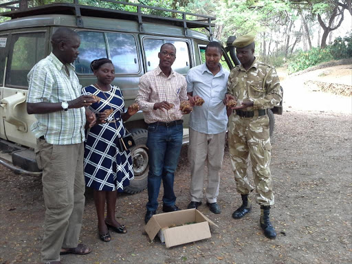 Albert Musando, manager of Lafarge Ecosystems Environmental Education & Ecosystems (c), receives 11 illegally trafficked tortoises at Bamburi’s Haller Park in Mombasa from KWS officials, October 11, 2016. /COURTESY