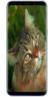 How to mod Cat Wallpaper Live 1.0 apk for laptop
