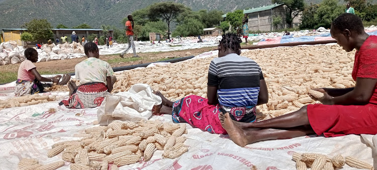 Farmers at the WeiWei KVDA maize drying and threshing centre in Sigor, West Pokot county