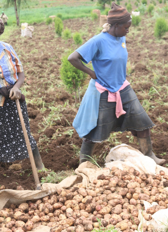Farmers in Njabini in Kinangop constituency.