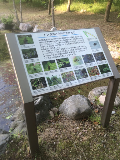 ふるさと尺の内公園 トンボ池と小川の生きもの