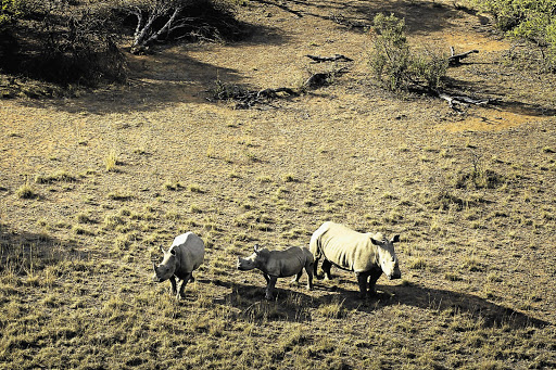 Rhino at the Finfoot Lake Reserve, in North West, where eight rhino were killed by poachers at the weekend. South African farmers are now exporting their rhino to Botswana and Namibia for safekeeping because of poaching Picture: DANIEL BORN