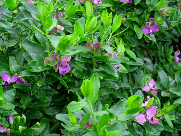 Bees buzz around and feed off the sweetpea flowers of the September bush.