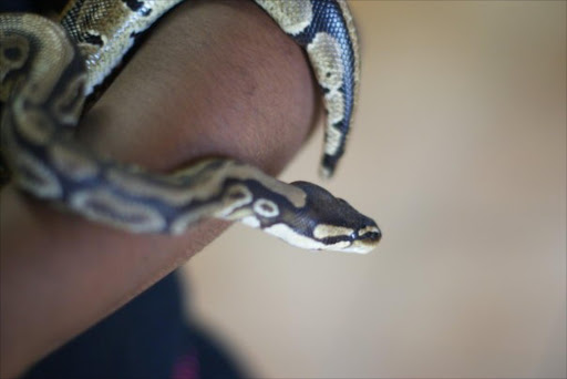A baby Burmese Python.