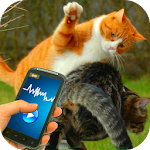 Tease Cat Provocation Fighting Apk