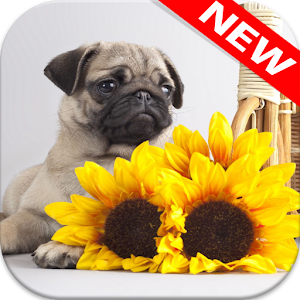 Pug Wallpapers.apk 1.0