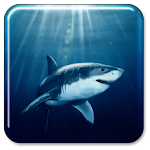 Shark Live Wallpaper Apk