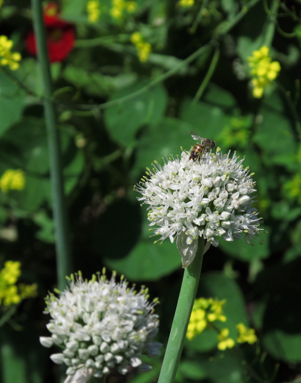 Butterflies and bees love flowering spring onions.