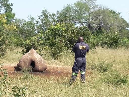 Forensic Services investigating a poached Rhino - Picture Credit : Webster Molaudi