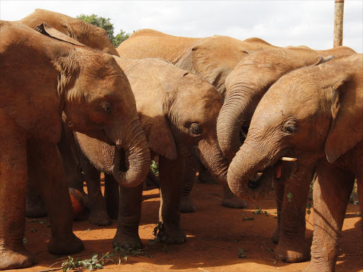Elephants at David Sheldrick Wildlife Trust in Lang'ata which is a safe haven./FILE
