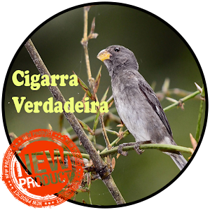Download Cigarra Verdadeira Canto For PC Windows and Mac