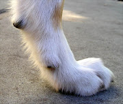 A dog's paw. File photo.