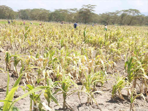 A farm hit by lethal maize disease in Naivasha / GEORGE MURAGE