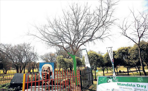 CHAMPION LEGACY: The white stinkwood tree that former president Nelson Mandela planted at Thokoza Park in 2008 has now been gazetted by the Gauteng Heritage Resource Authority to be a champion tree Picture: MASI LOSI